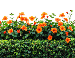 Vibrant orange hibiscus flowers bloom atop a green hedge, isolated on black