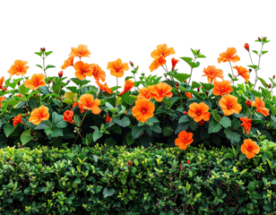 Vibrant orange hibiscus flowers bloom atop a green hedge, isolated on black