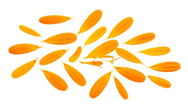 Golden petals floating A botanical dance of nature's vibrant hues on a white canvas