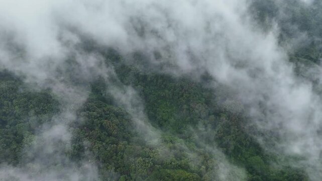 Aerial Drone View of a Mystical Morning Mist Drifting Over a Lush Chinese Forest