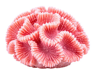 A vibrant pink coral, with intricate, fluted, and circular formations