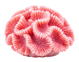A vibrant pink coral, with intricate, fluted, and circular formations