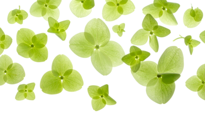 Abstract Green Petal Composition Delicate Floral Array