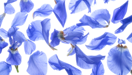 Beautiful vibrant blue and violet iris flower petals are scattered across a pristine white isolated backdrop, creating a natural floral pattern