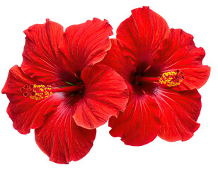 Two vibrant red hibiscus blossoms with intricate details, vibrant on black
