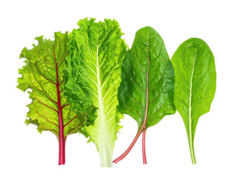 Assortment of leafy greens, varying textures and hues, on a clean black backdrop