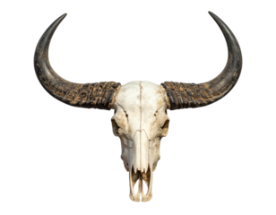 A bleached bovine skull with long, curved horns, isolated on a stark black background