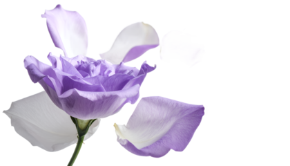 Delicate purple Lisianthus flower with gracefully falling petals, symbolizing beauty, transience, and the gentle embrace of nature on a pristine white