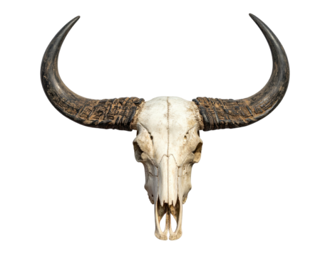 A bleached bovine skull with long, curved horns, isolated on a stark black background