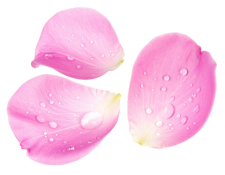 Three isolated pink petals with delicate water droplets on a black background - Powered by Adobe