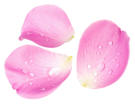 Three isolated pink petals with delicate water droplets on a black background