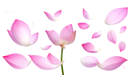 A beautiful pink lotus flower blossoms gracefully, surrounded by a cascade of its delicate petals floating in a serene and ethereal display, symbolizing purity and tranquility