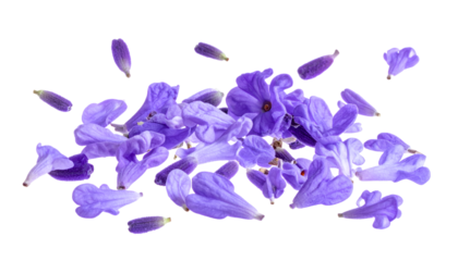 Beautifully scattered vibrant lavender purple flower petals resting on a pristine white background, capturing the essence of natural elegance and springtime freshness for various design needs