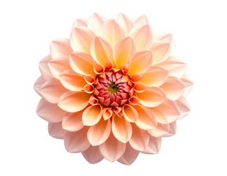 A fully bloomed dahlia, with soft peach and yellow petals, against a black background
