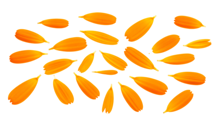 A scattering of vibrant orange flower petals gently spread across a clean white background, evoking a sense of warmth and natural beauty