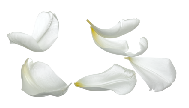 Delicate white tulip petals gracefully falling and scattering, embodying purity and the gentle essence of spring, captured in a serene and airy composition against a clean background