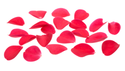 A scattering of vibrant red rose petals on a clean white background, perfect for romantic and decorative design elements