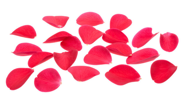 A scattering of vibrant red rose petals on a clean white background, perfect for romantic and decorative design elements