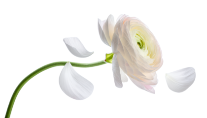 Delicate white ranunculus flower in bloom with falling petals on a white background