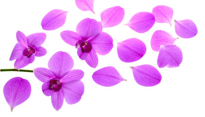 Obraz premium Delicate Orchid Petals Scattered Across a White Background, Evoking Beauty and Grace
