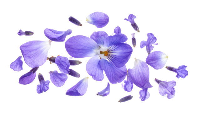 Delicate purple flower petals and a blooming blossom scattered beautifully on a crisp white background, evoking a sense of natural elegance and fragrant freshness