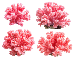 Four vibrant coral formations on a stark black background, showcasing their intricate structure