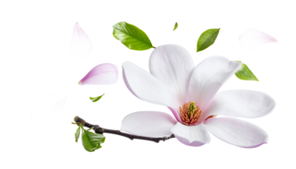 Delicate pink and white magnolia flower with detached petals and green leaves gracefully suspended against a clean white backdrop, embodying the fresh beauty of spring