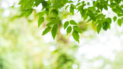 Fresh green leaves with natural sunlight and soft bokeh background.