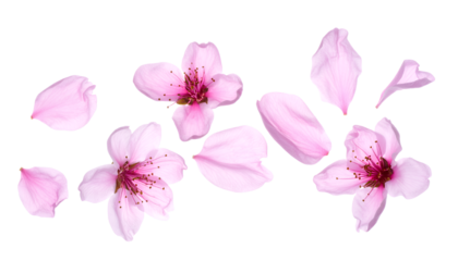 A beautiful collection of delicate pink cherry blossom flowers and floating petals isolated on a pure white background, perfect for spring designs