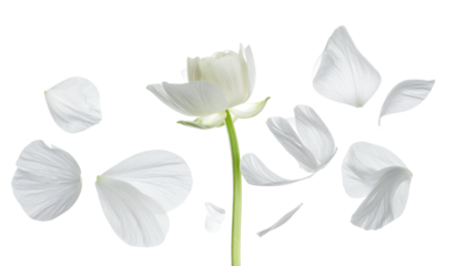 A delicate white flower with petals gracefully scattering in the air, captured in a serene, minimalist studio setting