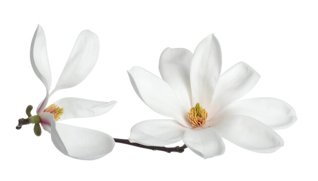 Two beautiful white magnolia flowers in full bloom on a delicate branch, isolated on a pure white background for spring