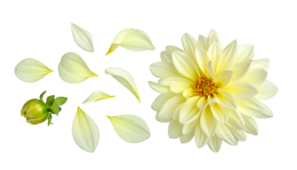Delicate pale yellow dahlia flower with its separated petals and a green bud, arranged in a flat lay composition isolated on a white background