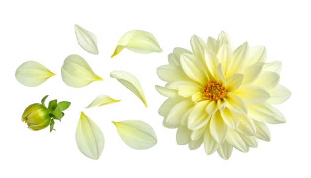 Delicate pale yellow dahlia flower with its separated petals and a green bud, arranged in a flat lay composition isolated on a white background