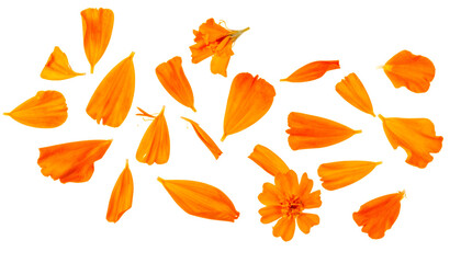 Naklejka premium Scattered Marigold Flower Petals in Vibrant Orange Hues, Isolated on White Background