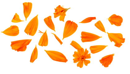 Scattered Marigold Flower Petals in Vibrant Orange Hues, Isolated on White Background