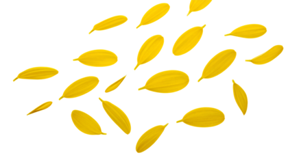 Delicate yellow flower petals from a summer bloom scattered and floating, isolated on a pure white backdrop creating a minimalist natural concept