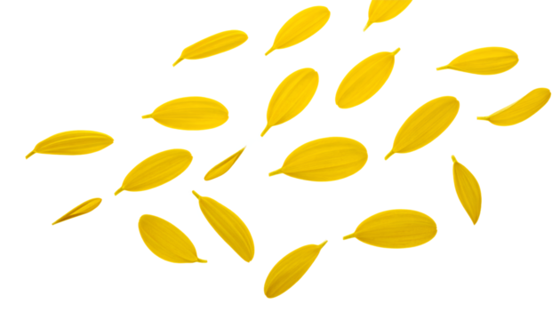 Delicate yellow flower petals from a summer bloom scattered and floating, isolated on a pure white backdrop creating a minimalist natural concept