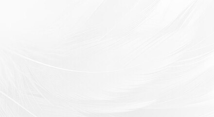 Fototapeta premium Soft White Feather Abstract Background