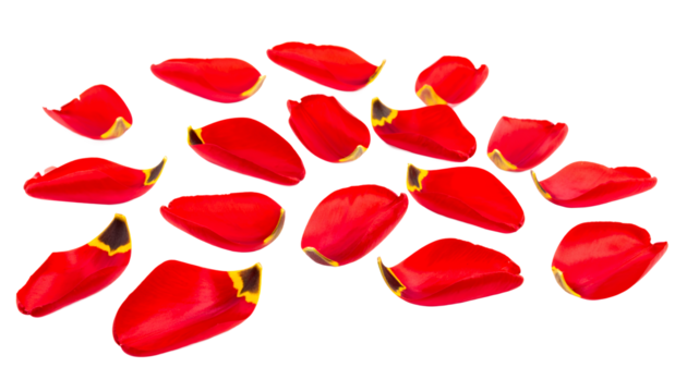 Scattered Red Tulip Petals with Yellow Tips on a White Background, Delicate and Vibrant Floral Elements