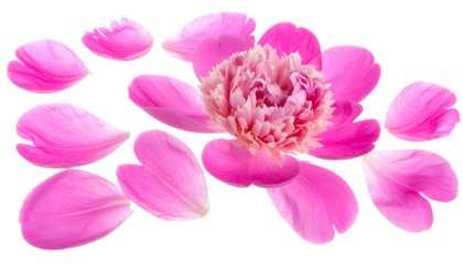 Close-up of a delicate pink peony flower with scattered petals against a white background, showcasing its intricate beauty