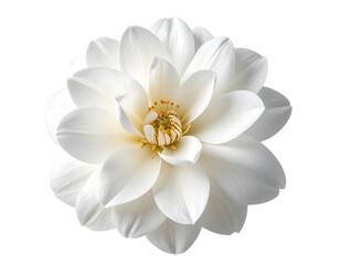  Single White Bloom Isolated on Transparent Background – Botanical Cutout PNG 