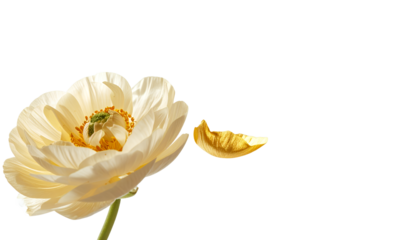 Elegant cream-colored flower losing a single golden petal against a pure white background, representing the fleeting nature of beauty and grace