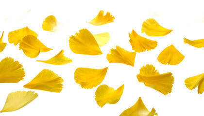 Fototapeta premium A beautiful arrangement of vibrant golden ginkgo biloba leaves scattered across a pristine white isolated background, creating a delicate autumn pattern