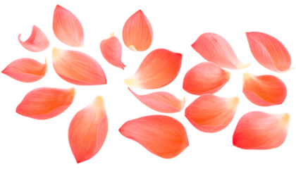 Floating Lotus Petals A Delicate Dance of Color and Light in Floral Harmony