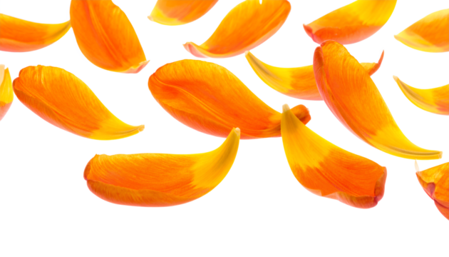 Vibrant orange and yellow flower petals gracefully scatter and float against a clean white backdrop, creating a beautiful and delicate floral display perfect for various creative projects