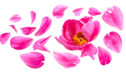 Vibrant Pink Peony Flower with Scattered Petals on a White Background - A Delicate Floral Arrangement