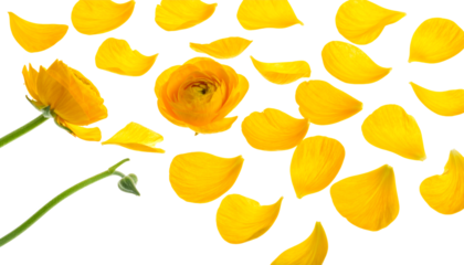 Yellow flower petals scattered on a white background with one flower in focus, evoking a sense of spring and beauty