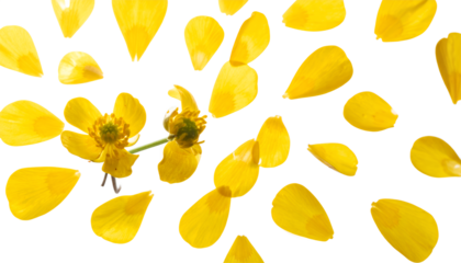 Vibrant yellow buttercup blossoms and a beautiful cascade of individual petals arranged on a pristine white isolated background