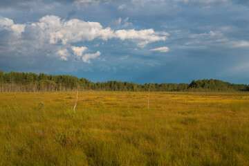 Walking route through the Sestroretskoye Boloto (Sestroretsk swamp) State Nature Reserve on a sunny summer day, Russia, Saint Petersburg, Kurortny District, Beloostrov