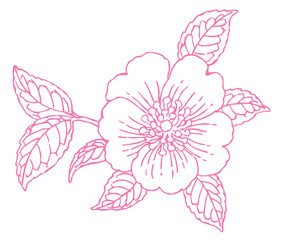 サザンカのスケッチ素材。ベクターイラスト素材。